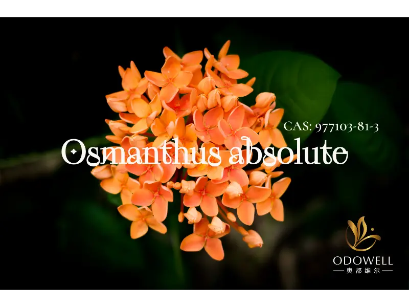 Osmanthus Absolute - सुरुचिपूर्ण ओरिएन्टल फूलहरूको लागि ODOWELL को प्राकृतिक हस्ताक्षर